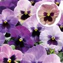 Afbeelding van Viola P9 Grootbloemig Purple suprise